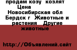 продам козу, козлят › Цена ­ 500-5000 - Новосибирская обл., Бердск г. Животные и растения » Другие животные   